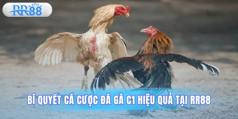 bí quyết luôn giành chiến thắng trong đá gà C1