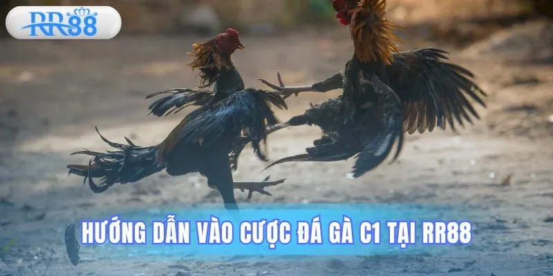 Hướng dẫn tham gia đá gà c1 đơn giản nhất